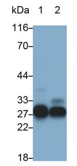 CELA3B Polyclonal Antibody