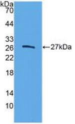 CELA3B Antibody in Western Blot (WB)