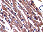 BACE2 Antibody in Immunohistochemistry (Paraffin) (IHC (P))