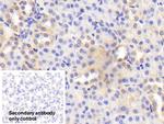 BACE2 Antibody in Immunohistochemistry (Paraffin) (IHC (P))