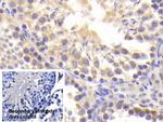 BACE2 Antibody in Immunohistochemistry (Paraffin) (IHC (P))