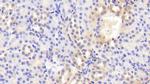 BACE2 Antibody in Immunohistochemistry (Paraffin) (IHC (P))