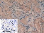TAZ Polyclonal Antibody