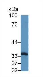 TOR3A Polyclonal Antibody