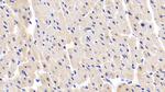 MYL1 Antibody in Immunohistochemistry (Paraffin) (IHC (P))