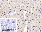 MYL1 Antibody in Immunohistochemistry (Paraffin) (IHC (P))