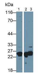 MYL1 Antibody in Western Blot (WB)