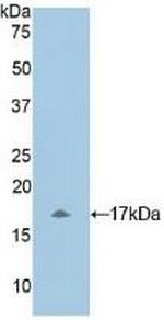 MYL1 Antibody in Western Blot (WB)