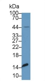 Transthyretin Polyclonal Antibody