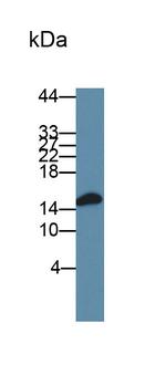 FABP9 Antibody in Western Blot (WB)