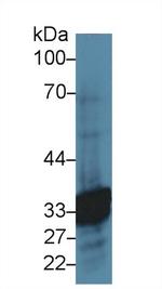Carbonic Anhydrase VI Polyclonal Antibody