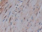 COX1 Antibody in Immunohistochemistry (Paraffin) (IHC (P))