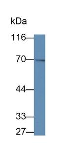 COX1 Antibody in Western Blot (WB)