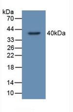 C20orf10 Polyclonal Antibody