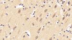 Neuritin Antibody in Immunohistochemistry (Paraffin) (IHC (P))