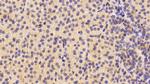 Neuritin Antibody in Immunohistochemistry (Paraffin) (IHC (P))