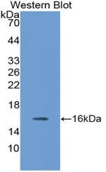 Neuritin Antibody in Western Blot (WB)
