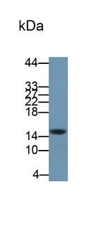 Neuritin Antibody in Western Blot (WB)
