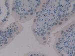 ELOA Polyclonal Antibody