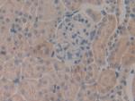 SERPINB1 Antibody in Immunohistochemistry (Paraffin) (IHC (P))