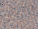 SERPINB1 Antibody in Immunohistochemistry (Paraffin) (IHC (P))