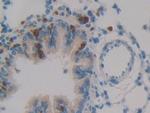 SERPINB1 Antibody in Immunohistochemistry (Paraffin) (IHC (P))