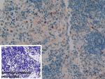 SERPINB1 Antibody in Immunohistochemistry (Paraffin) (IHC (P))