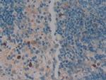 SERPINB1 Antibody in Immunohistochemistry (Paraffin) (IHC (P))