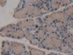 SERPINB1 Antibody in Immunohistochemistry (Paraffin) (IHC (P))