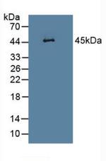 SERPINB1 Antibody in Western Blot (WB)