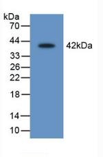 SERPINB1 Antibody in Western Blot (WB)