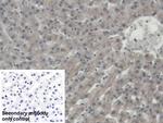 ORM1 Polyclonal Antibody