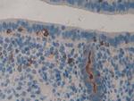 LCN8 Antibody in Immunohistochemistry (Paraffin) (IHC (P))