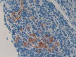 LCN8 Antibody in Immunohistochemistry (Paraffin) (IHC (P))