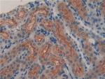 LCN8 Antibody in Immunohistochemistry (Paraffin) (IHC (P))