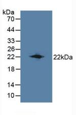 LCN8 Antibody in Western Blot (WB)