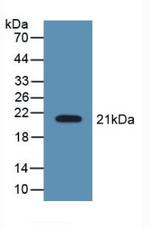 LCN8 Antibody in Western Blot (WB)