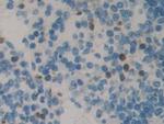 NME5 Antibody in Immunohistochemistry (Paraffin) (IHC (P))