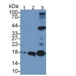 Apolipoprotein O Polyclonal Antibody
