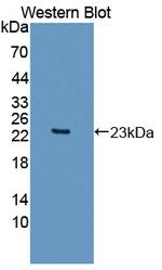 Apolipoprotein O Antibody in Western Blot (WB)