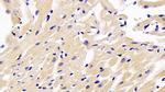 ARK5 Antibody in Immunohistochemistry (Paraffin) (IHC (P))