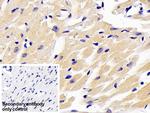 ARK5 Polyclonal Antibody