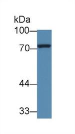 ARK5 Antibody in Western Blot (WB)