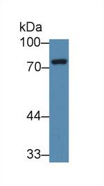 ARK5 Antibody in Western Blot (WB)