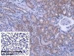 PEBP1 Antibody in Immunohistochemistry (Paraffin) (IHC (P))