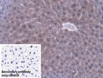 PEBP1 Antibody in Immunohistochemistry (Paraffin) (IHC (P))