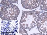 PEBP1 Polyclonal Antibody