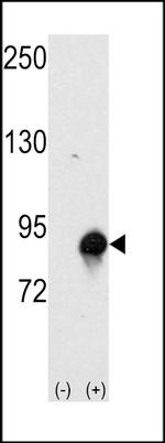Cullin 4A Polyclonal Antibody