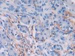 HLA-DRB1 Antibody in Immunohistochemistry (Paraffin) (IHC (P))