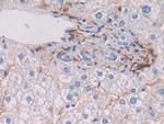 HLA-DRB1 Antibody in Immunohistochemistry (Paraffin) (IHC (P))